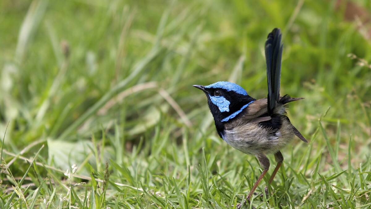 GLORIOUS: The superb fairy wren is just one of the many species bird-lovers may be able to spot.