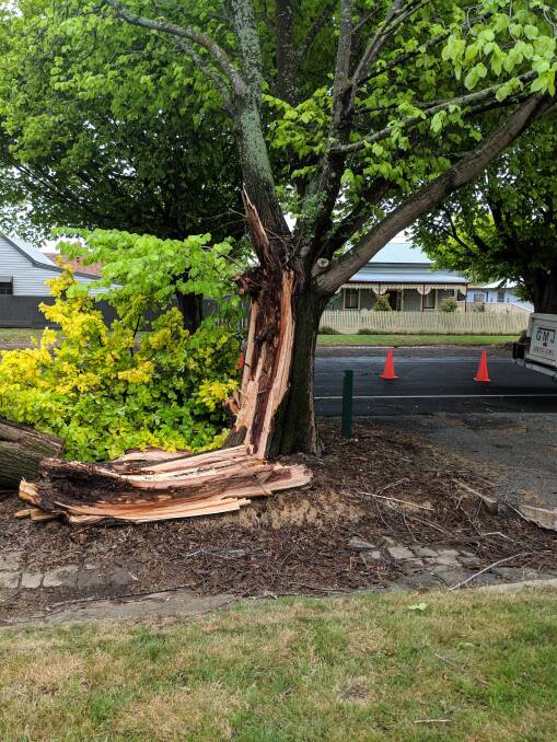 The tree split in two during bad weather conditions. 