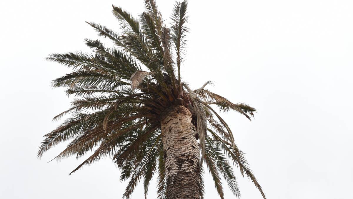 Tall, striking palm tree sought for prominent CBD location