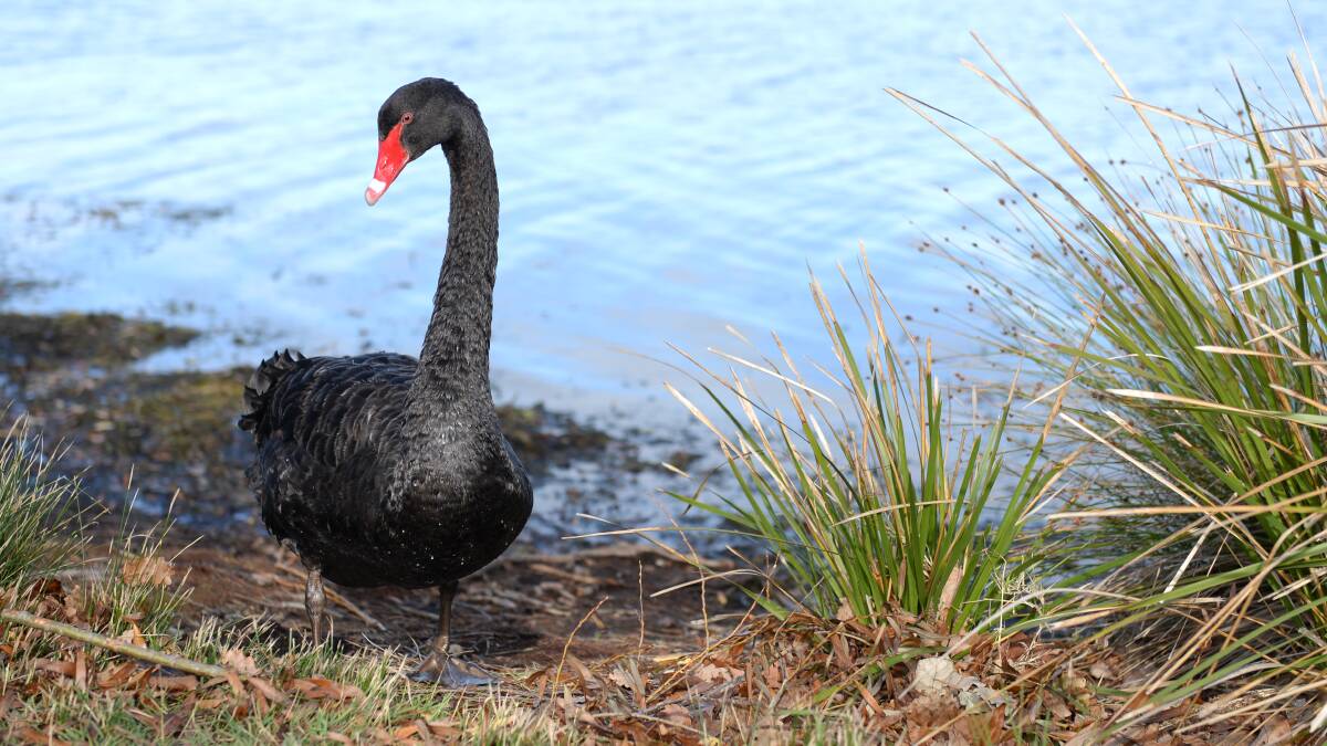 Councillors ponder black swans, cycle lanes and Committee for Ballarat