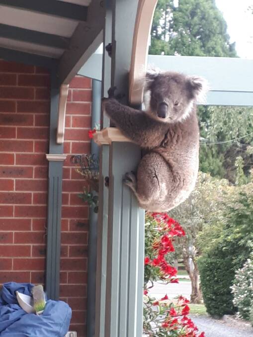 BEARING UP: A local marsupial chose an unusual vantage point in Buninyong last week. Picture: Janine Gifford. 