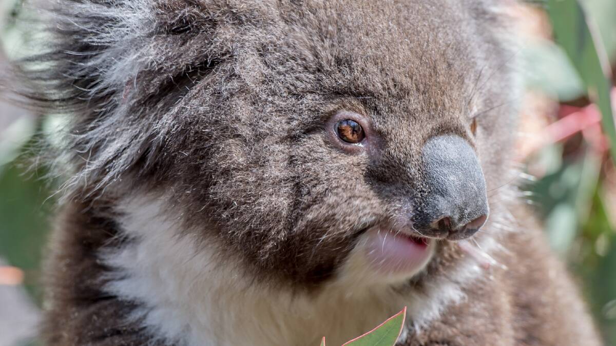 UNDER THREAT: Koalas are dwindling around Ballarat. Photo by Karleen Minney