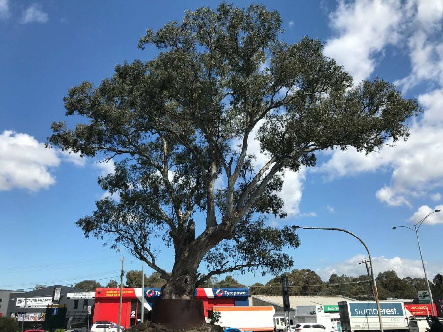 The winning river red gum tree, which dates back to the 18th century