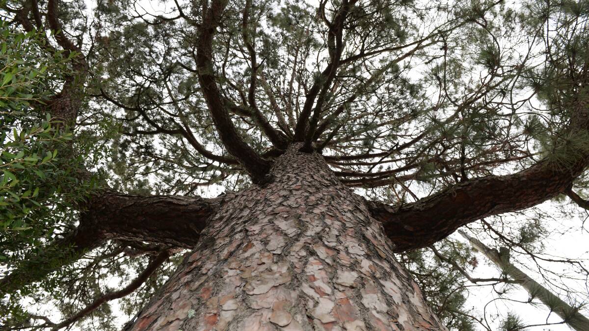 Ageing trees around Lake Wendouree to be culled