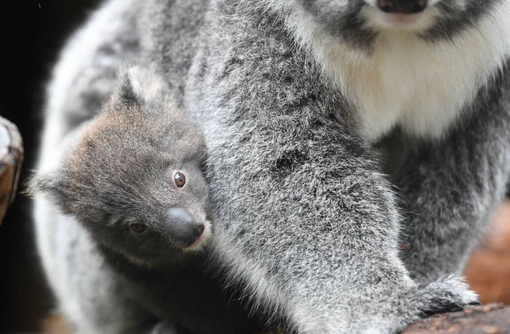 NEW HOPE: The koala population in the region has been under increasing pressure in recent years. Picture: Lachlan Bence