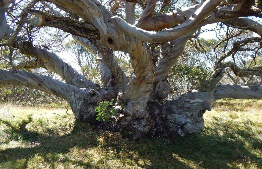 The 'King Billy' Snow Gum