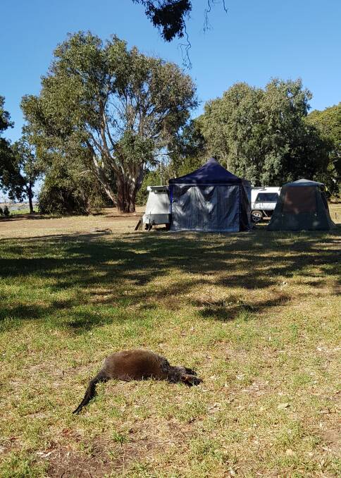 Mr Convery woke up to the sight of a dead wallaby just outside his tent. Picture: Robert Convery