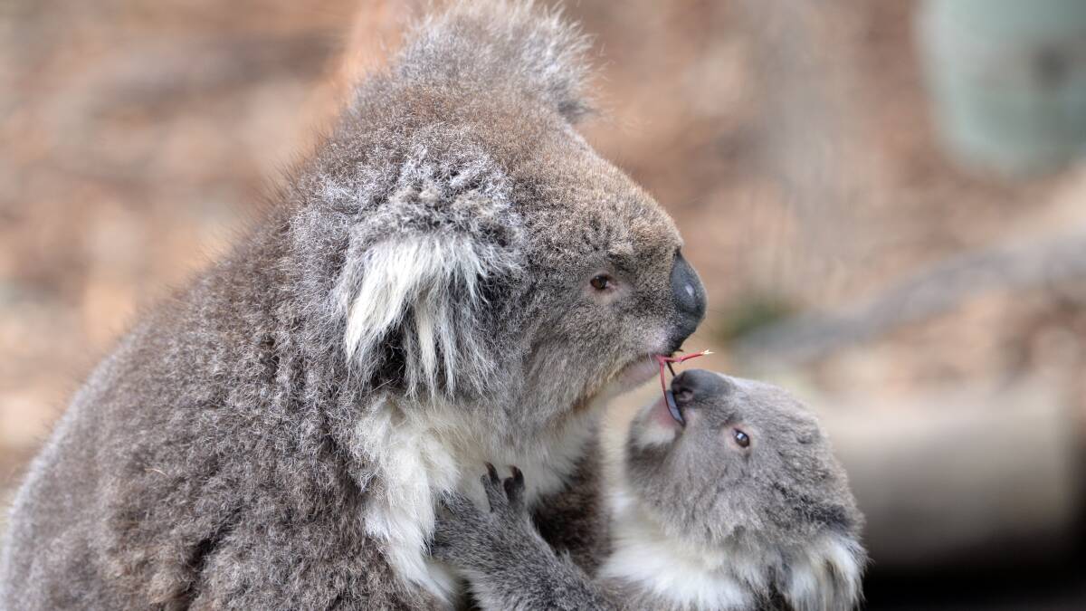 LOCAL ICON: A koala and her joey enjoy a cute moment at the Ballarat Wildlife Park. While they may be thriving in captivity, their counterparts in the wild on the fringes of the city are under greater strain than ever. Picture: Kate Healy. 
