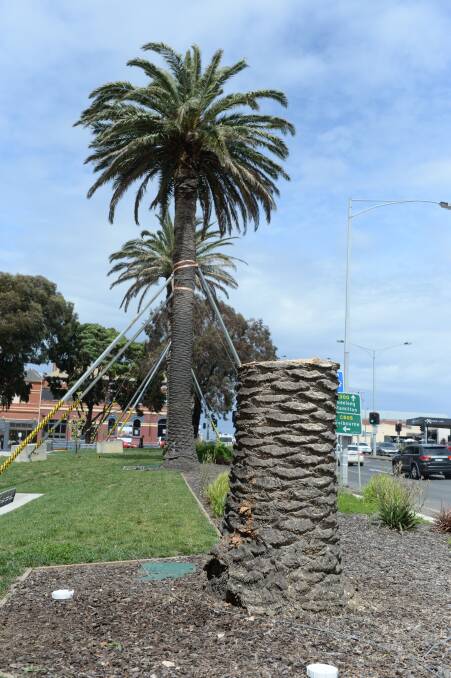 STILL STANDING: The other two palms are in slightly better shape. Picture: Kate Healy. 