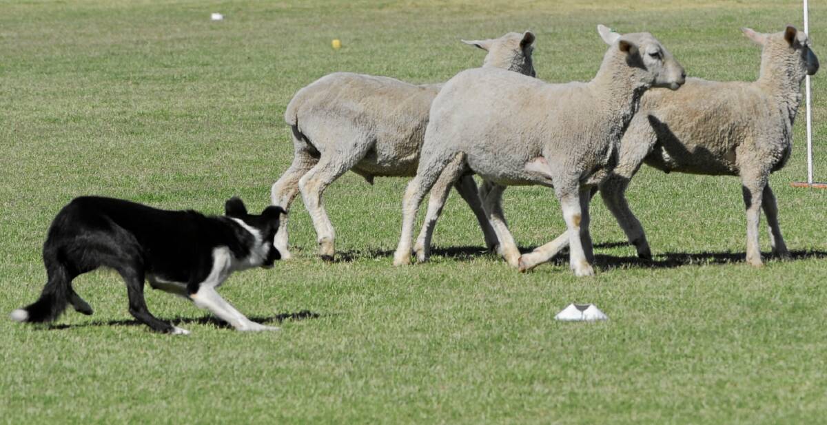 TRAINED: Highly trained dogs are one of the 'tools of trade' for professional sheep thieves.