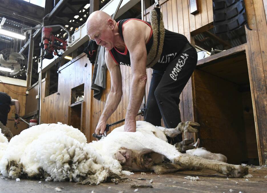 SKILLED: Shearer Robbie Edwards finishes shearing a ewe at Banongil shearing shed. Picture: LACHLAN BENCE