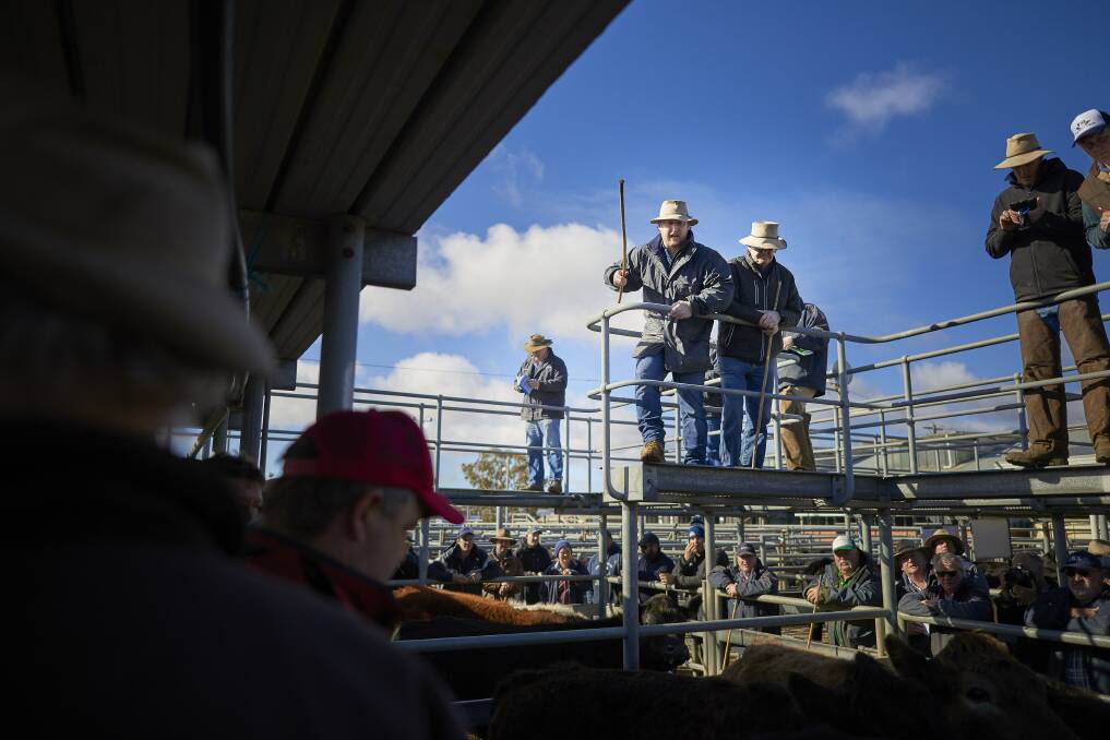 A large crowd attended a special cattle sale at the old saleyards on Friday. Photo: Luka Kauzlaric