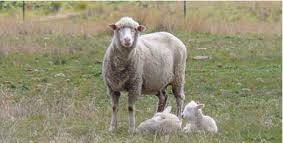 Graziers lose a high percentages of lambs each season due to many factors, including complicated births, weather conditions, foxes, and abandonment. File photo