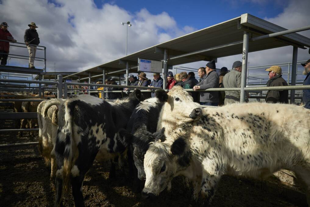 Cattle ready for sale at the special cattle sale on Friday. The sale will be one of the last at the old yards. Photo: Luka Kauzlaric