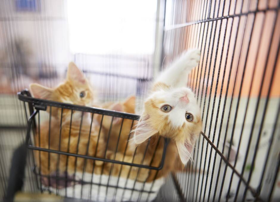 Thief steals kittens from animal shelter because they were 'very, very cute'