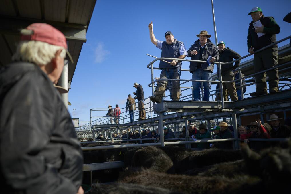 Auctioneers sell lots at a special cattle sale on Friday at the old Delacombe saleyards. Photo: Luka Kauzlaric