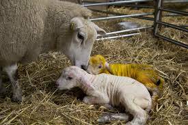 A ewe tends her twins soon after lambing. If born in the paddock and exposed to cold and winds and foxes, the mortality rates can be high. 
