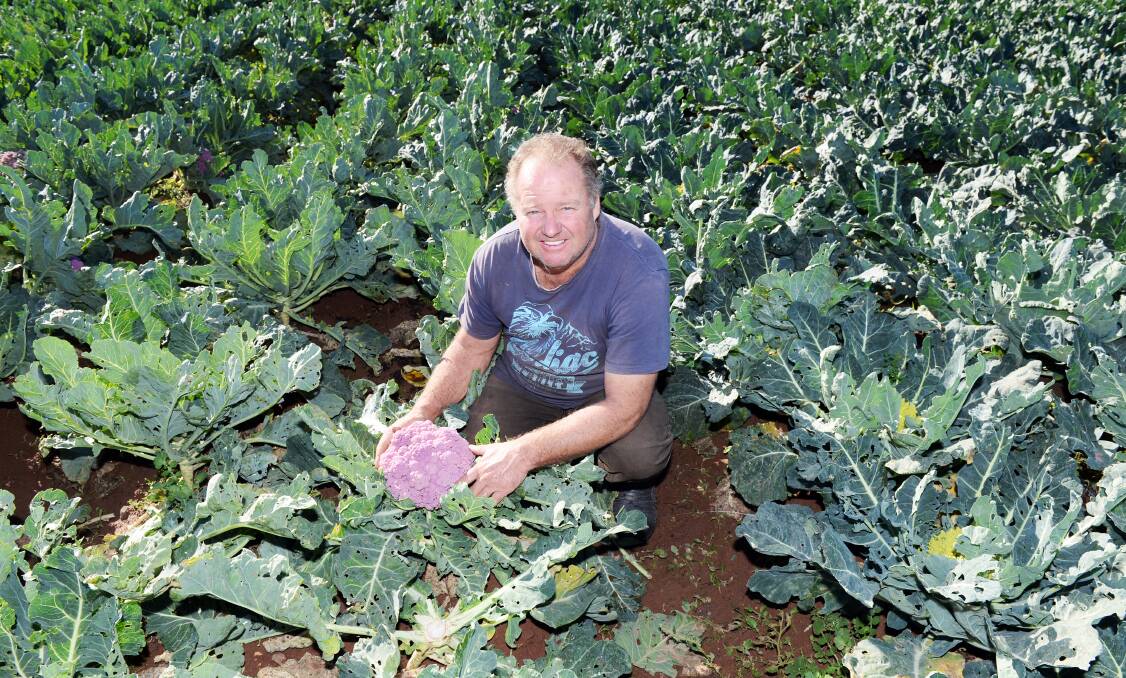 GROWING GREEN: Navigator farmer David Tatman has welcomed the recent rainfall for his organic vegetable crops. Picture: Kate Healy