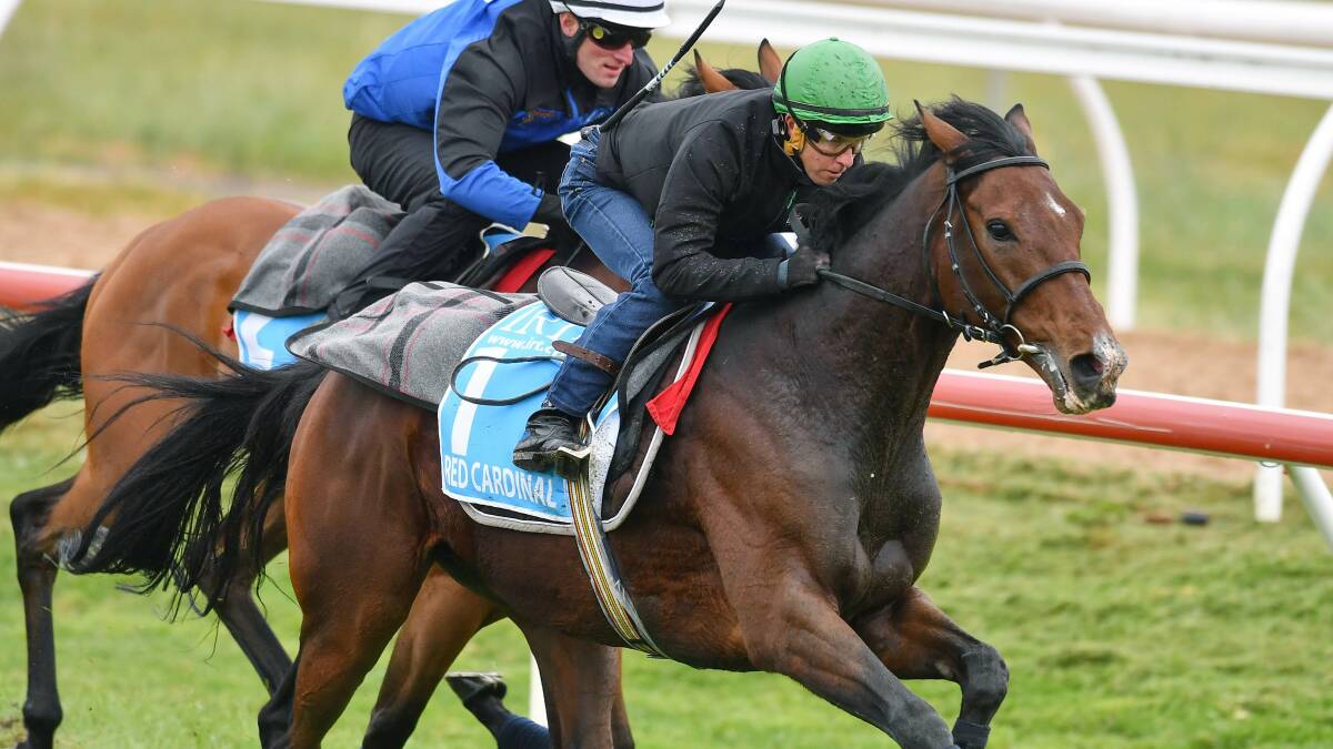 WEIR ADDITION: Red Cardinal does trackwork at Werribee in the lead up to last year's Melbourne Cup. Picture: Fairfaxmedia News