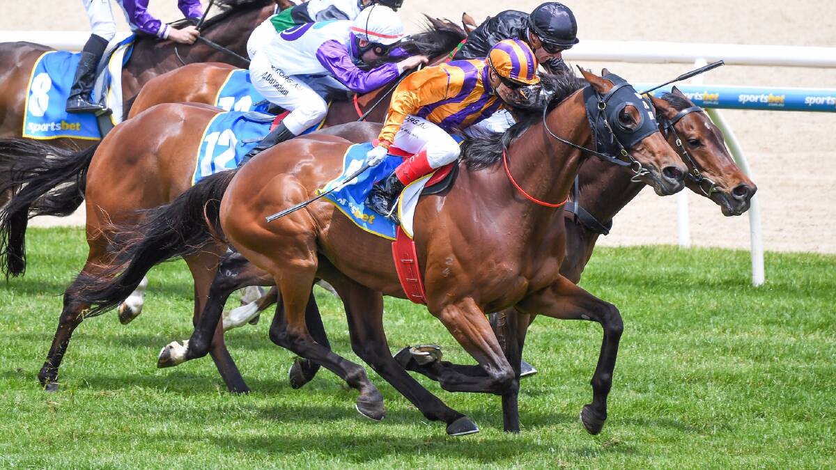 AGE BARRIER: Creedence is preparing for a race against time as well as the cream of the crop in spring. Picture: Racing Photos 