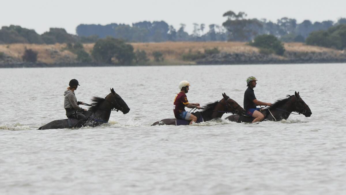 TAKING A DIP: Rackemup Tigerpie is joined by stablemates for a workout in Lake Burrumbeet on Ballarat Pacing Cup eve. Picture: Lachlan Bence 