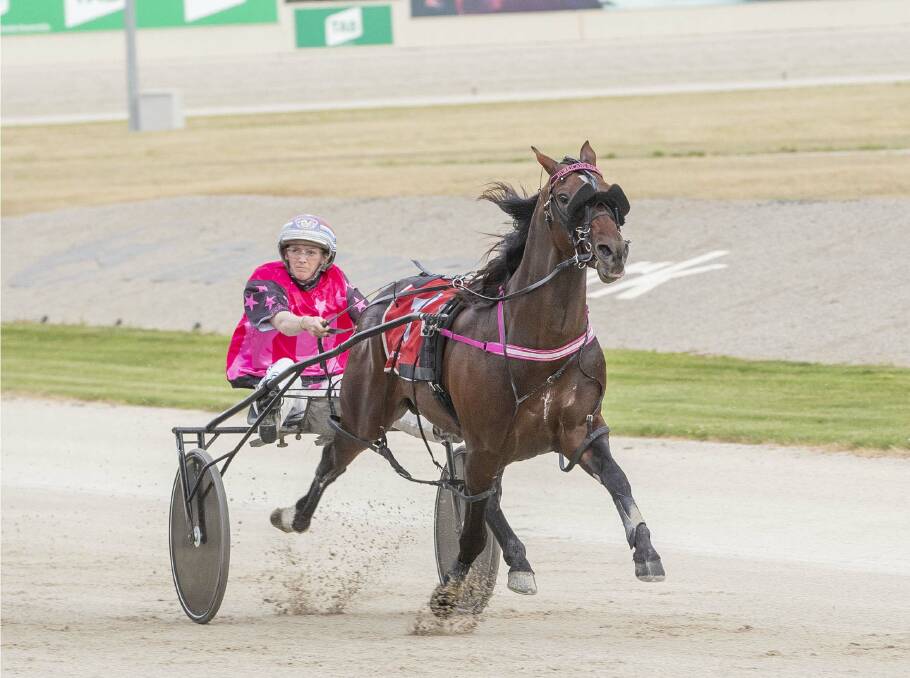 OUT: The Emma Stewart-trained Hurricane Harley is dramatically out of Ballarat Pacing Cup after puttling up sore. Picture: Stuart McCormick