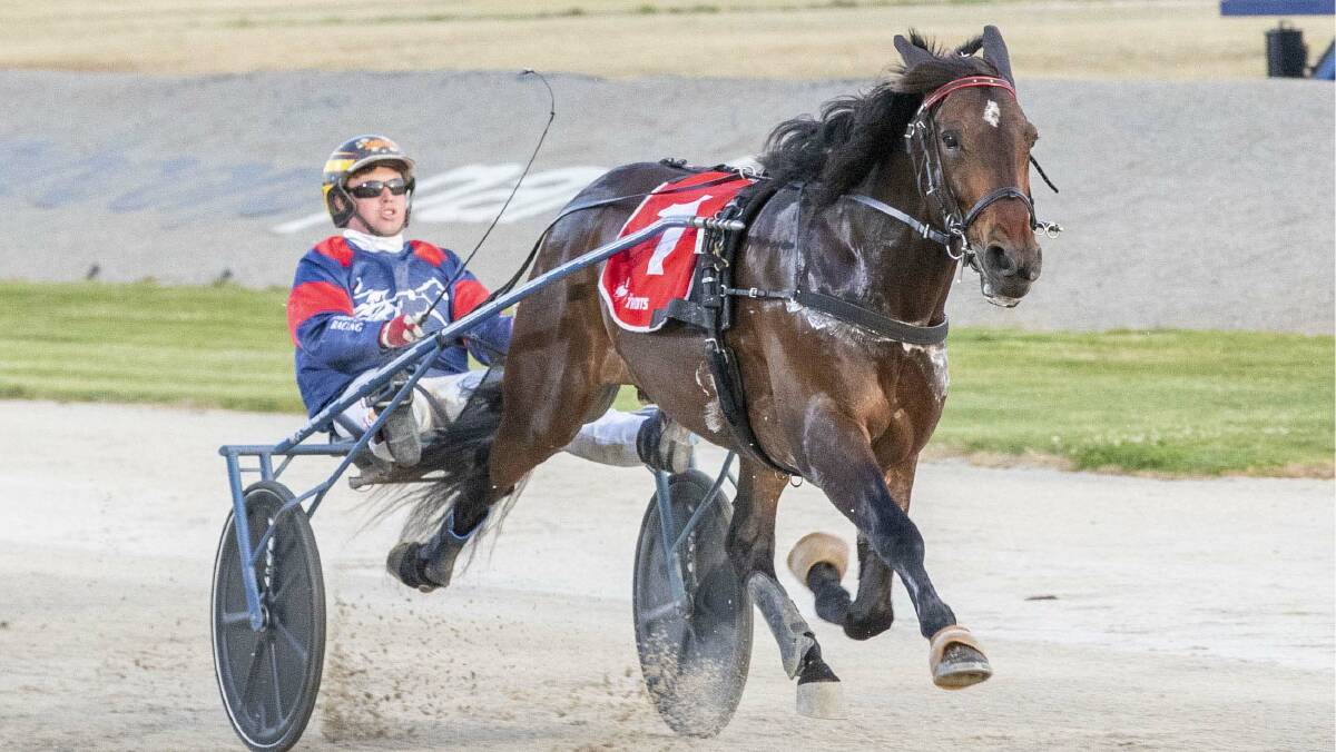 ALL READY: Always Ready is carrying Yabby Dam Racing colours in a group 3 trotting feature in Ballarat on Saturday night. Picture: Stuart McCormick