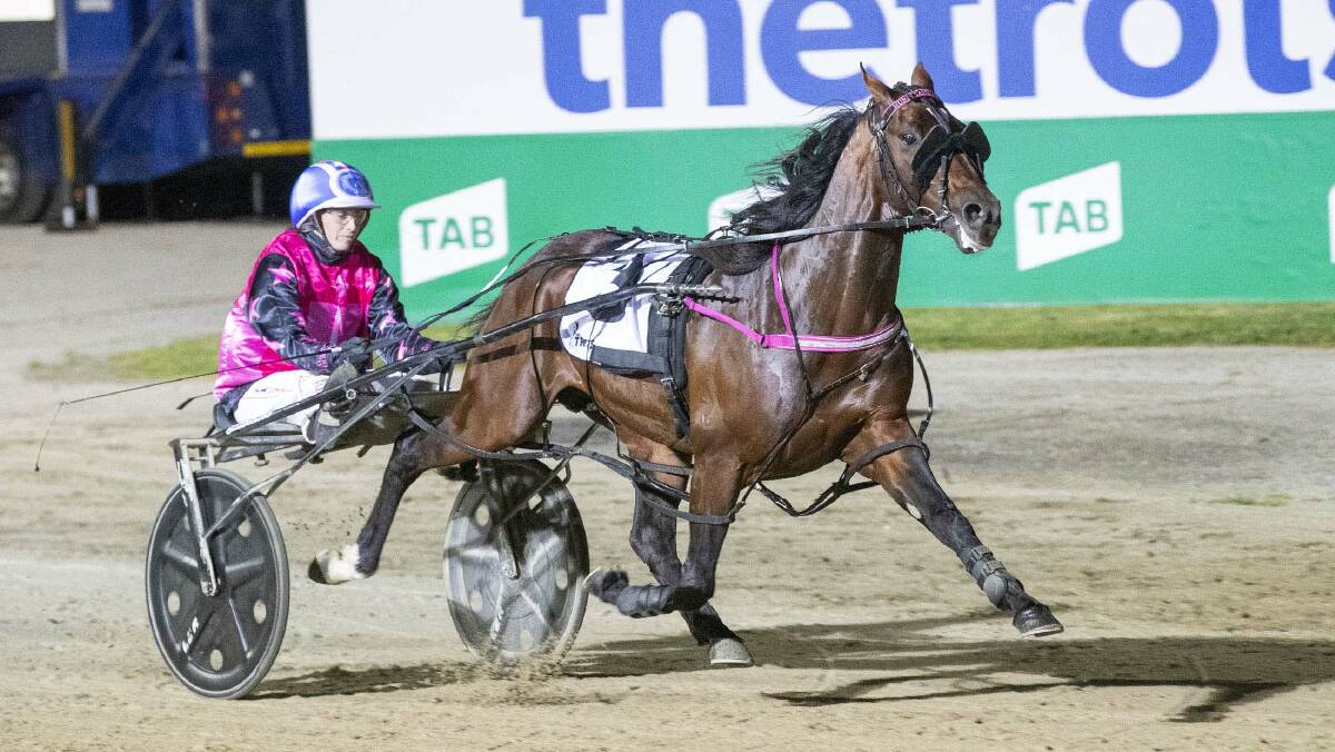 Hurricane Harley - scratched from the Ballarat Pacing Cup. Picture: Stuart McCormick