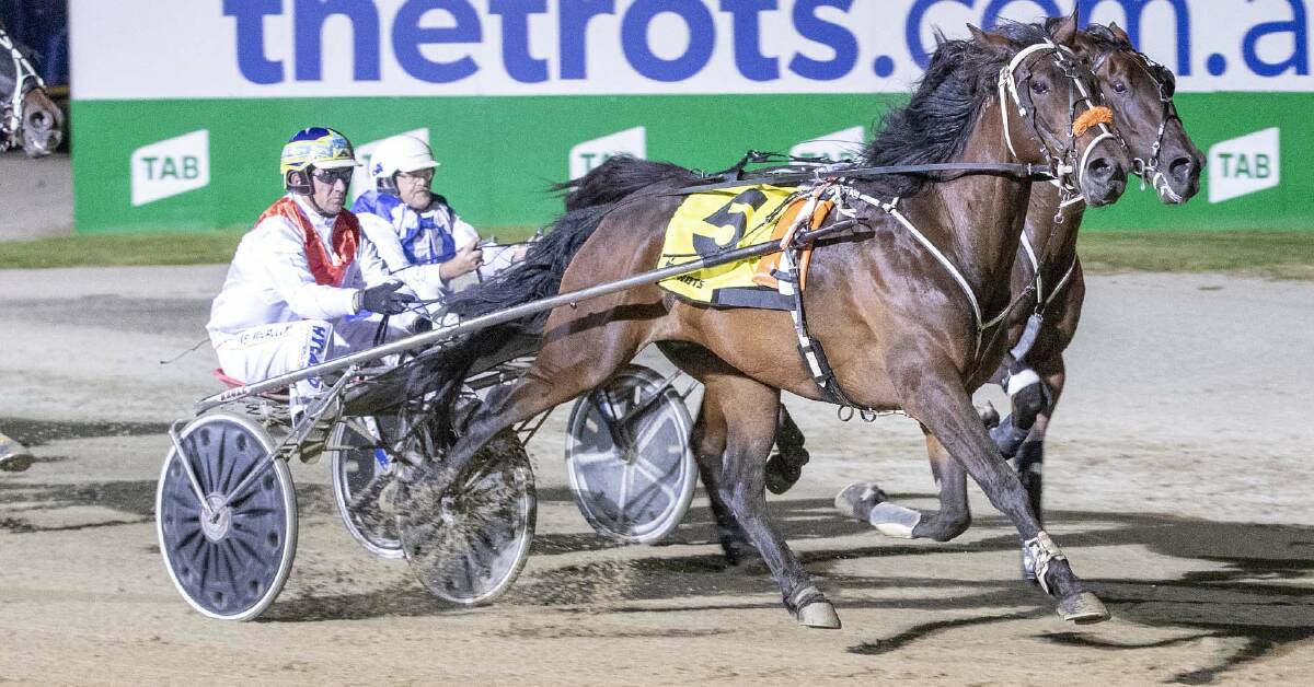 IN FORM: Stan Cameron-trained trotter Savannah Jay Jay will chase group 1 glory at Melton this Saturday night. The horse has won group 3 races at his last two starts.