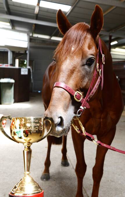 SPECIALIST: Another Coldie, or "Carlton" as he is known around the stable", gets up close and personal with the Ballarat Cup trophy. Picture: Kate Healy