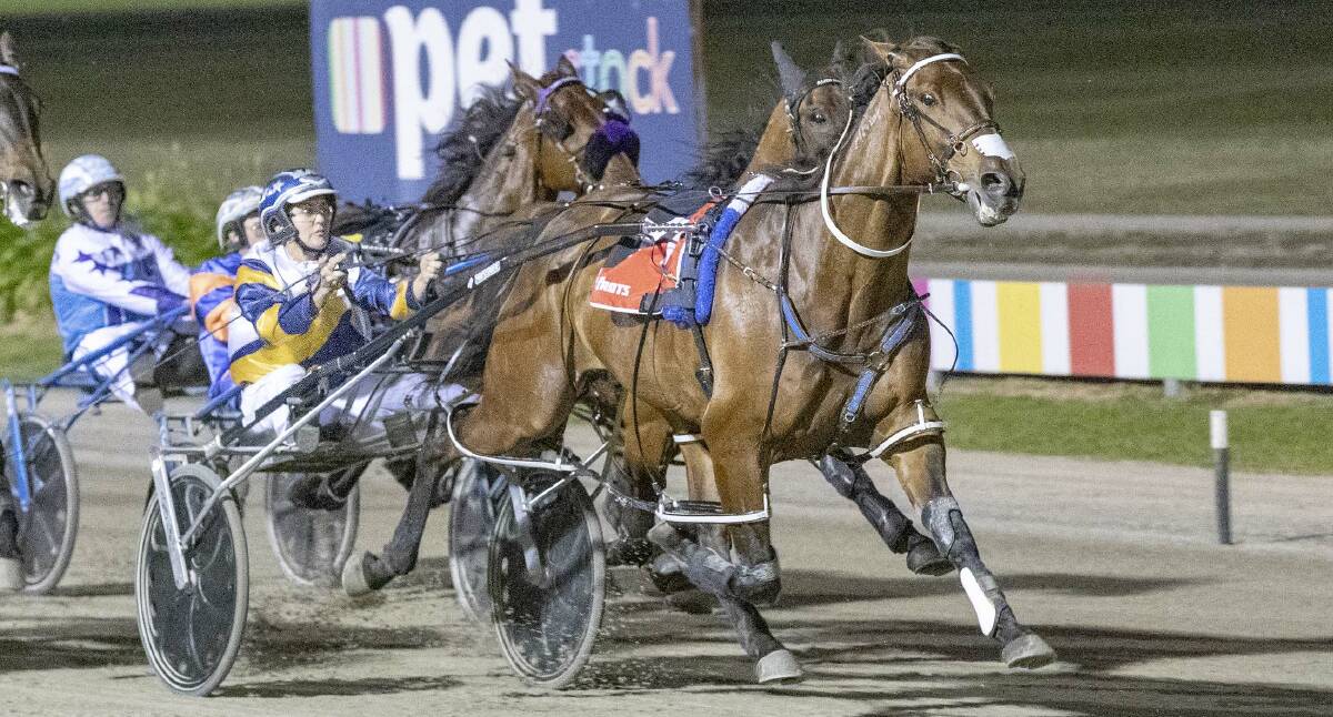 ALL STAR: Former Victorian trained Cruz Bromac will take a shot at the Ballarat Pacing Cup. Picture: Stuart McCormick 