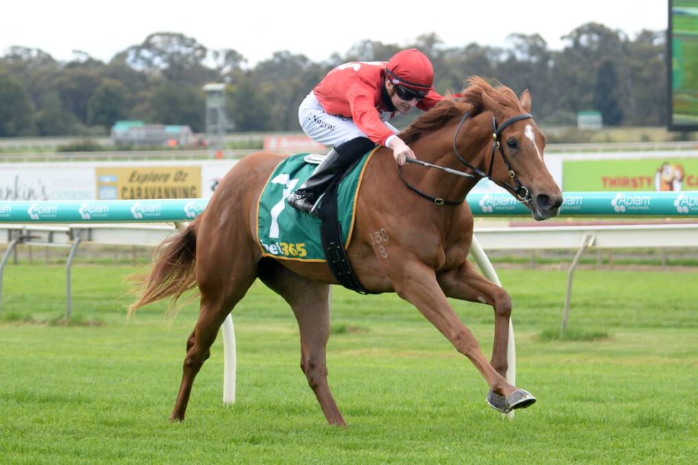 EXPERIENCED: Butter Blonde (Teodore Nugent) wins on debut at Bendigo. Picture: Racing Photos