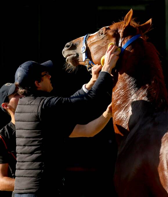 SHUT DOWN: Matt Cumani, pictured working on a horse earlier in the spring carnival, has had to quarantine his stables in Ballarat. Picture: Getty Images