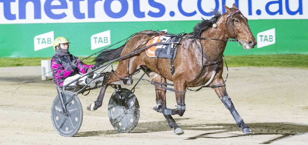 IN CONTROL: Darby McGuigan guides Tam Major to victory for Emma Stewart at Melton as part of a treble. Picture: Stuart McCormicK, Harness Racing Victoria