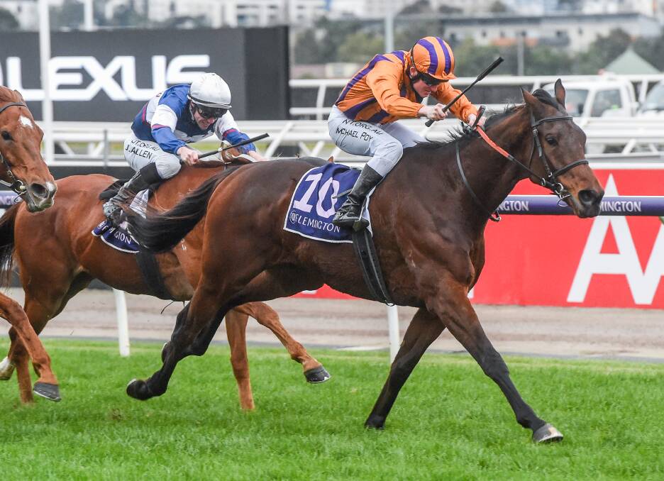 HARD TO BEAT: Creedence is a two-time Flemington winner in the three starts he has had for Matt Cumani. Picture: Racing Photos