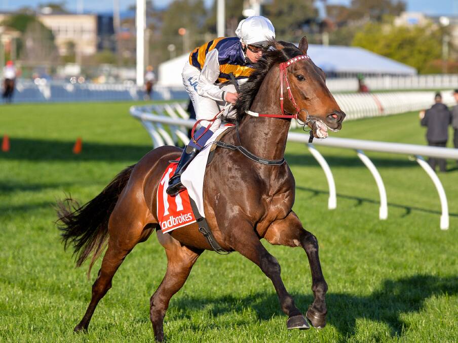 CUP RUNNER: Darren Weir-trained Count of Limonade is one of three Ballarat runners set to line up in the Avoca Cup. Pictrure: Getty Images
