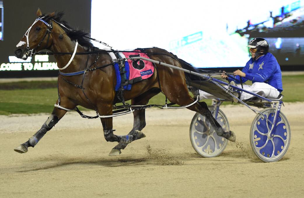 ONE TO BEAT: Self Assured is considered the benchmark in the Ballarat Pacing Cup. Picture: Peter Rubery.