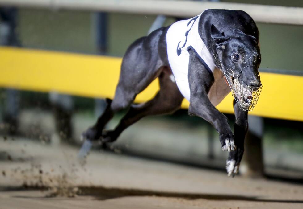 IN FULL FLIGHT: Aston Kimetto charges to victory in the group 2 Ballarat Greyhound Cup. Picture: Dylan Burns