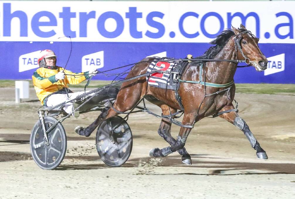 BIG HOPE: Centenario is one of Emma Stewart's major Vic Derby heat hopes on Ballarat Pacing Cup night. Picture: Stuart McCormick