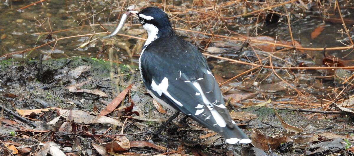 FEED: To a magpie lark, a fish might not be all that different to a skink. However, it would be much harder to catch. Picture: Jeffrey Crawley