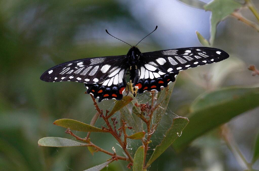 SUBLIME: A dainty swallowtail butterfly, recently seen near Lake Wendouree. Picture: Ed Dunens