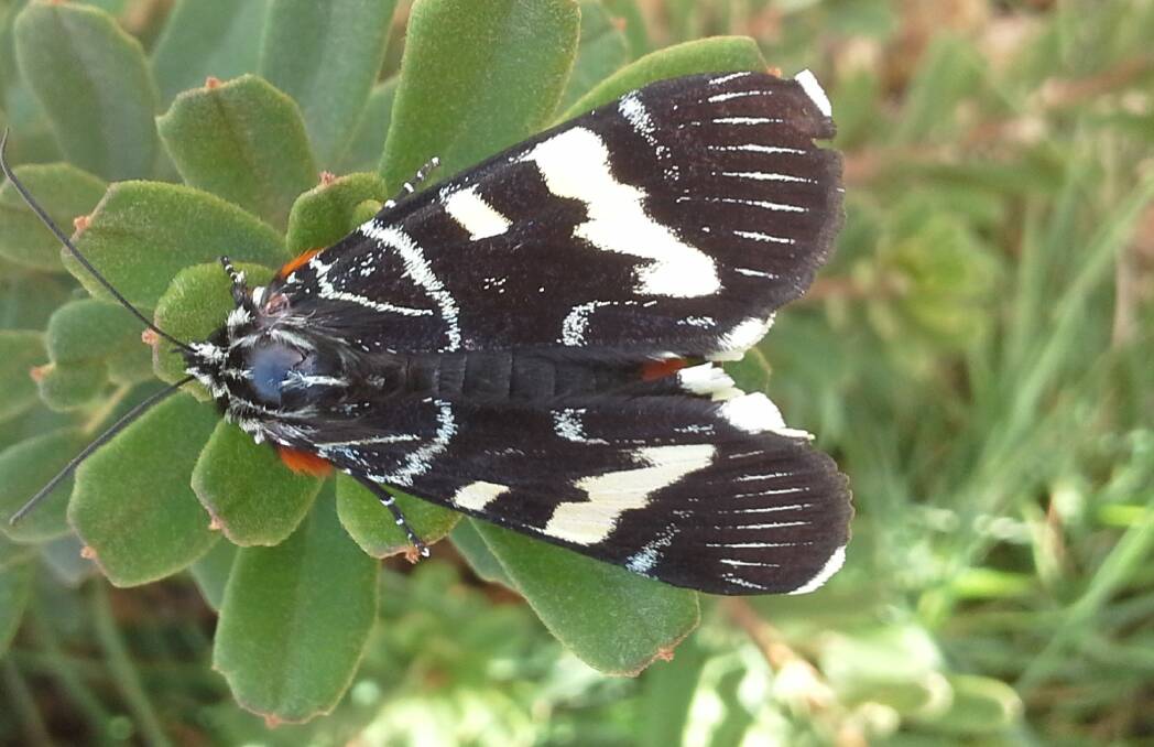 PRETTY: The grapevine moth looks great but can be a pest on some plants.