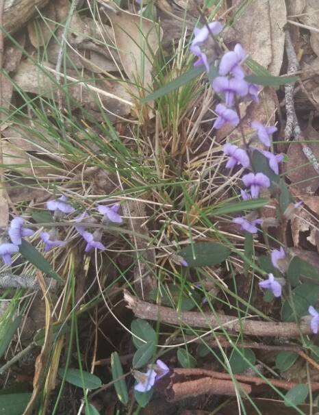 BEAUTY: The hovea is one of the earliest wildflowers to open every year.
