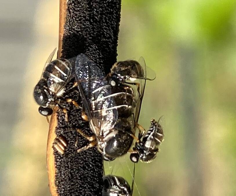 CLOSE-UP: A female small-headed fly, surrounded by smaller males. The unusual species often lays its sooty egg mass on wires. Picture: Paul Miller