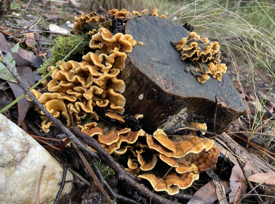 EYE-CATCHING: An attractive clump of bracket fungi that was found on a stump in the Creswick forest recently. Picture: Supplied
