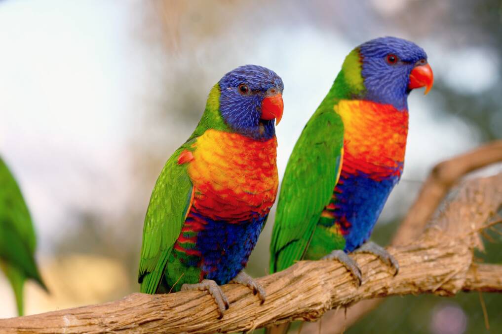 NO STRANGER: Rainbow lorikeets used to be an unusual sight in Ballarat and surrounds, but these days they are a fixture.