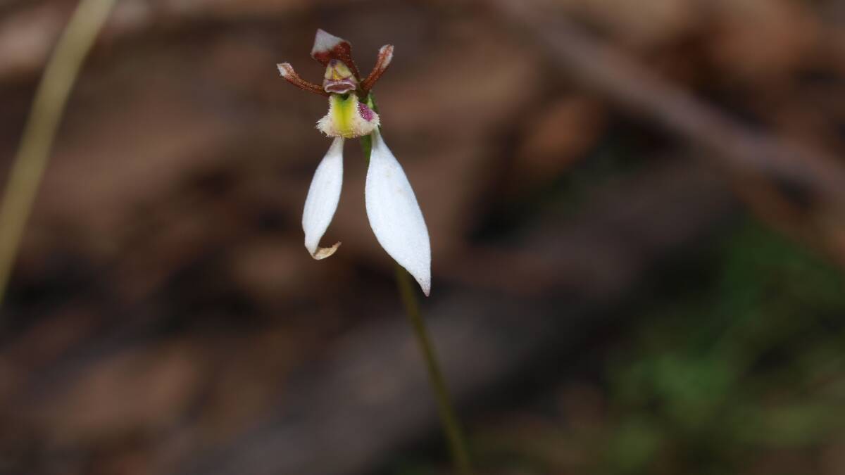 TINY TREASURE: Parson's bands orchid at Durham Lead.