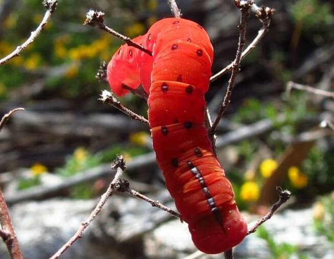 UNCOMMON: A fleshy scarlet caterpillar of the dusky wedge moth.