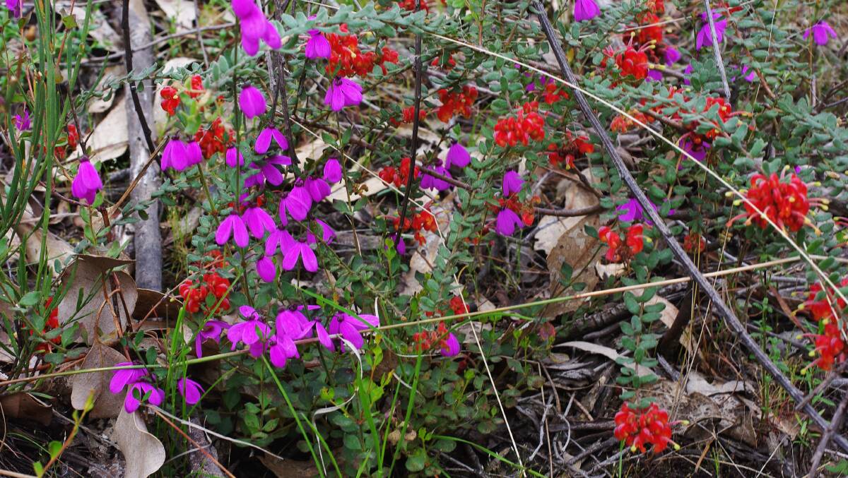 LOCAL KNOWLEDGE: Pink-bells (left) and mountain grevillea (right), photographed last week at Werona, are simply stunning natives. 