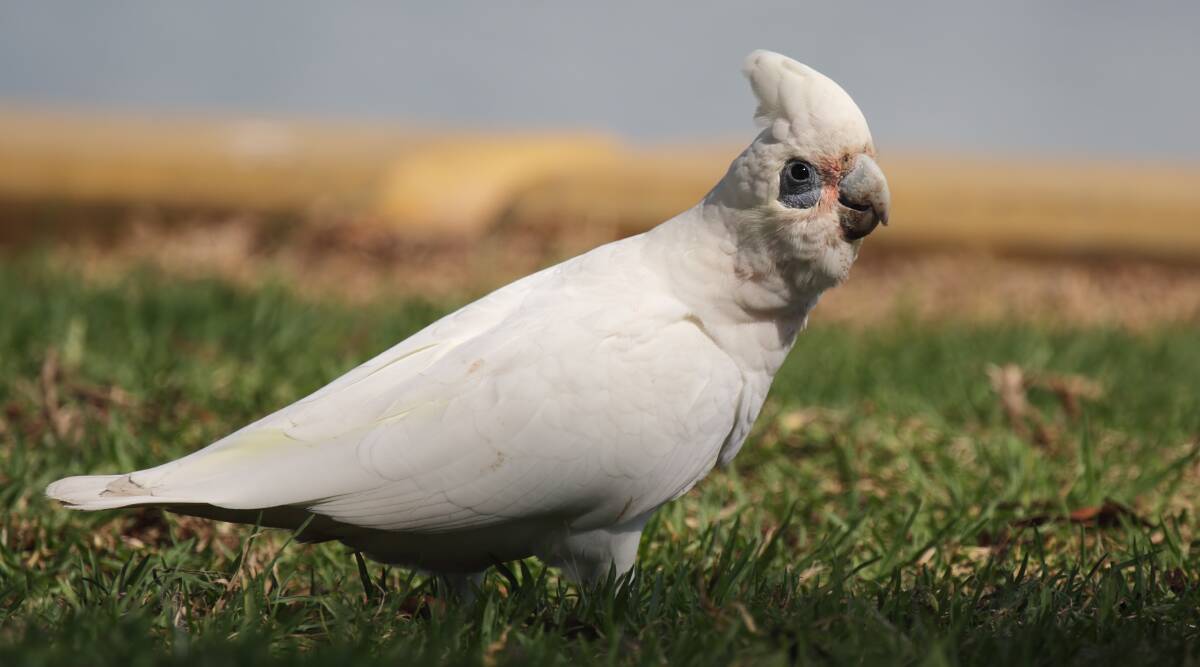 VISITOR: Common to inland and northern Australia, the little corella has been seen south of the Dividing Range more often in recent years. 